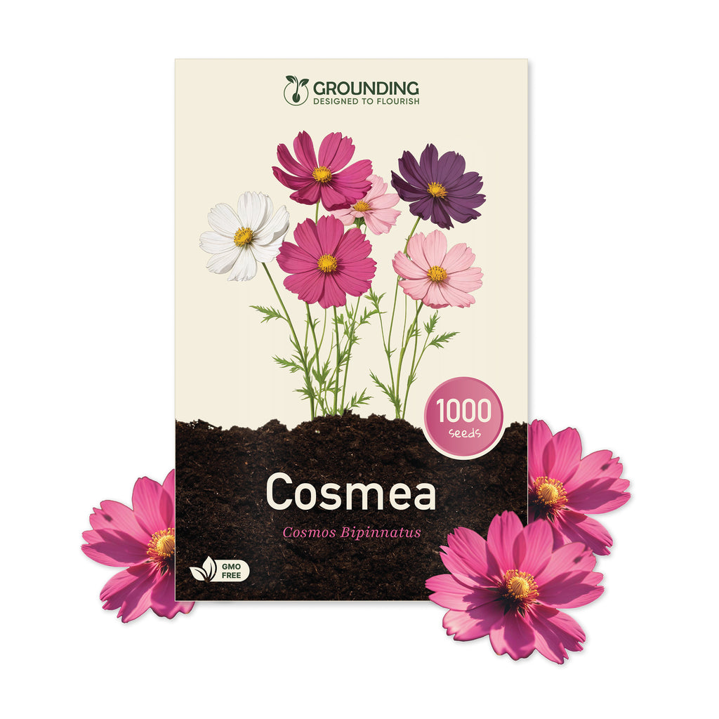 COSMEA Mix bianco, rosa e fucsia, 1000 semi, altezza 80-120cm