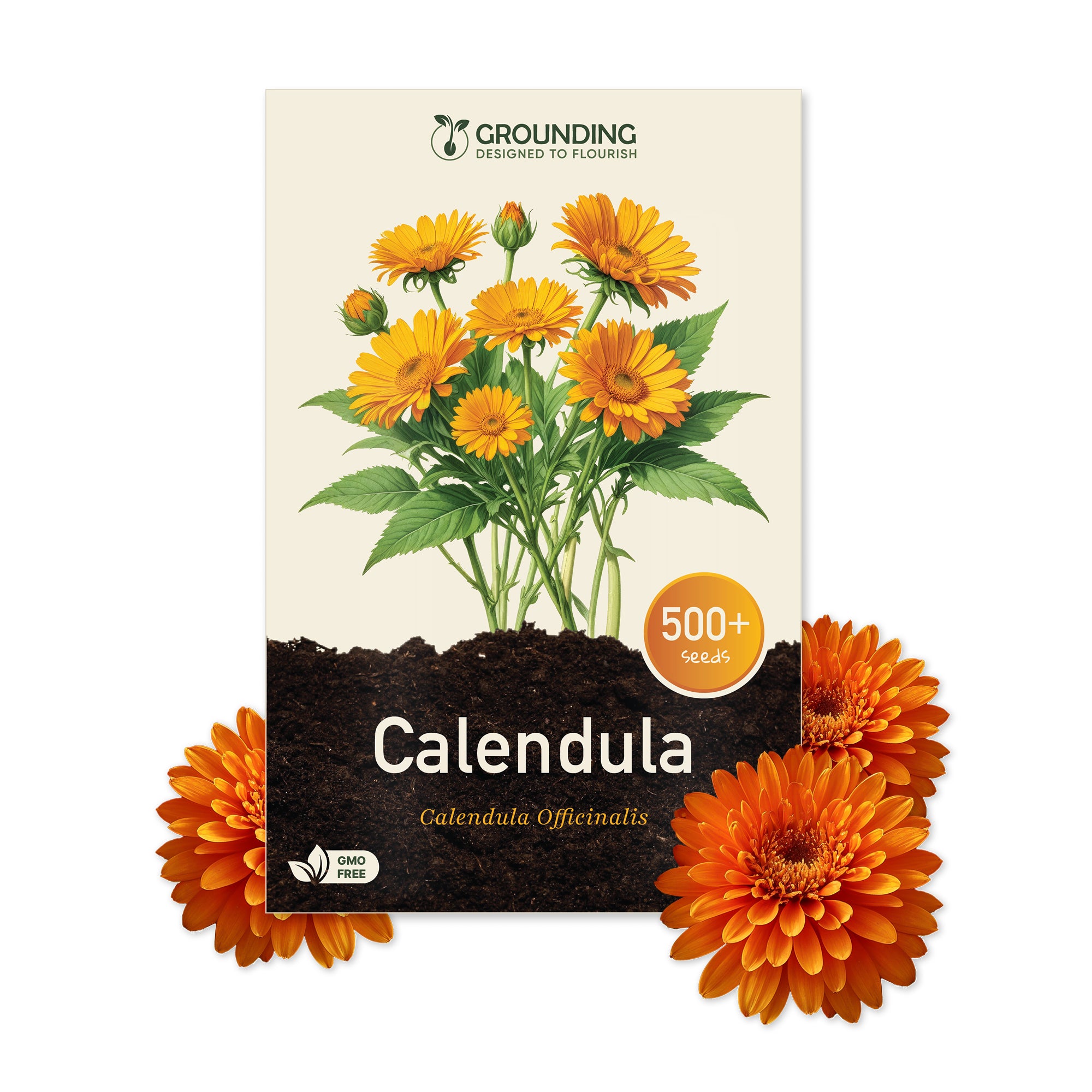 CALENDULA mix arancio e giallo, 500+ semi, altezza 30 cm