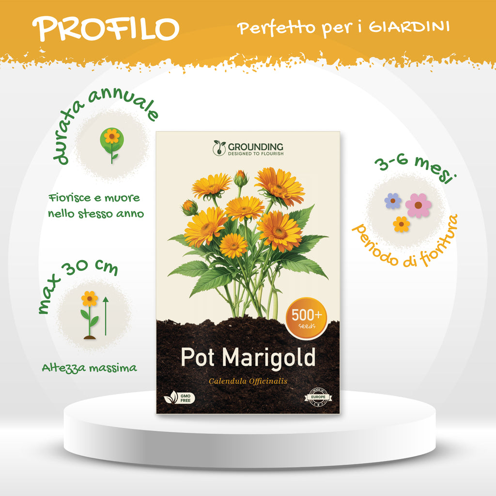 CALENDULA mix arancio e giallo, 500+ semi, altezza 30 cm