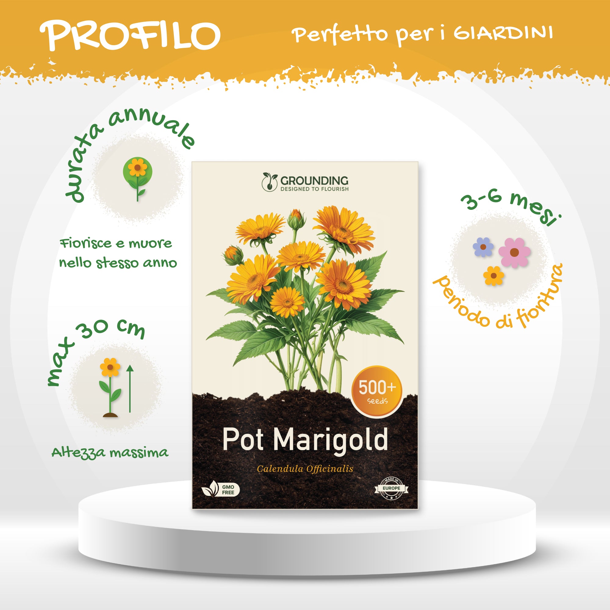 CALENDULA mix arancio e giallo, 500+ semi, altezza 30 cm