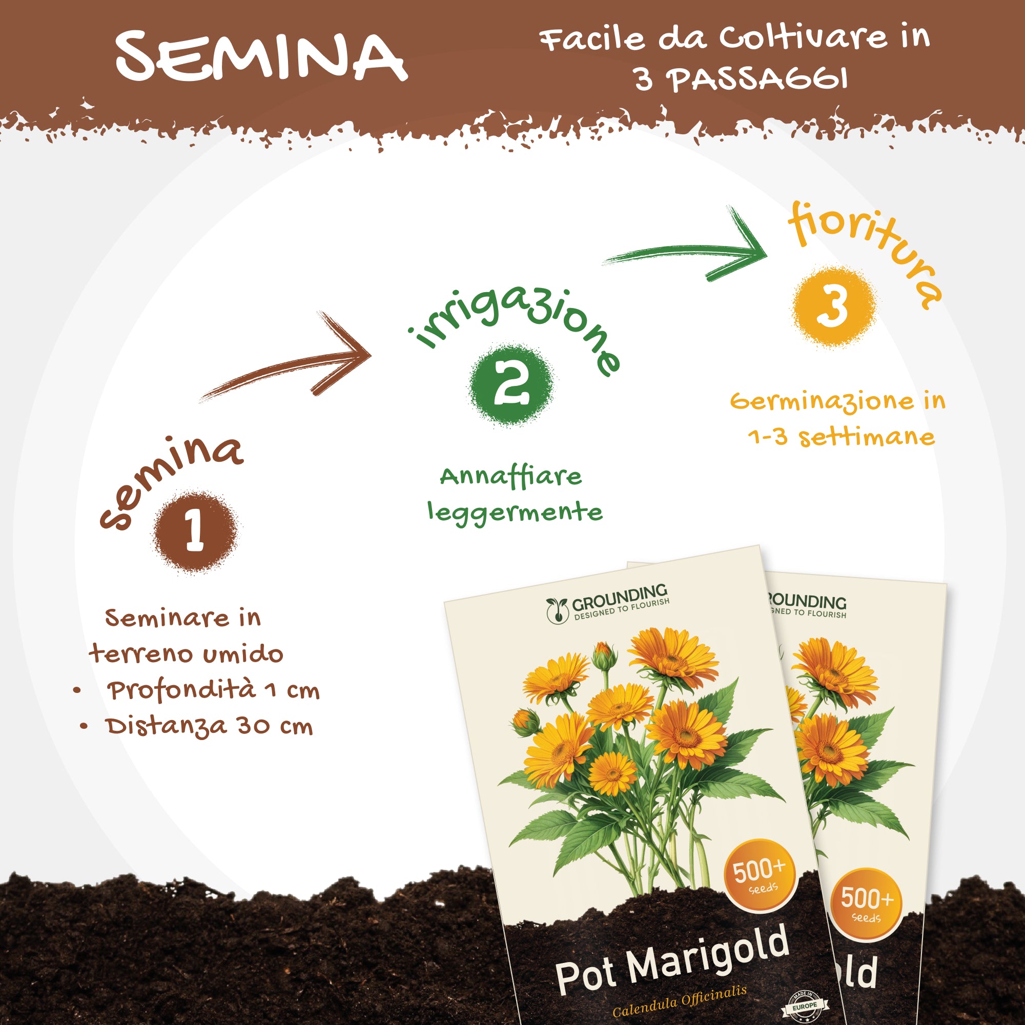 CALENDULA mix arancio e giallo, 500+ semi, altezza 30 cm