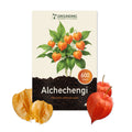 ALCHECHENGI (Physalis, lanterna cinese), 600 semi, altezza 80 cm