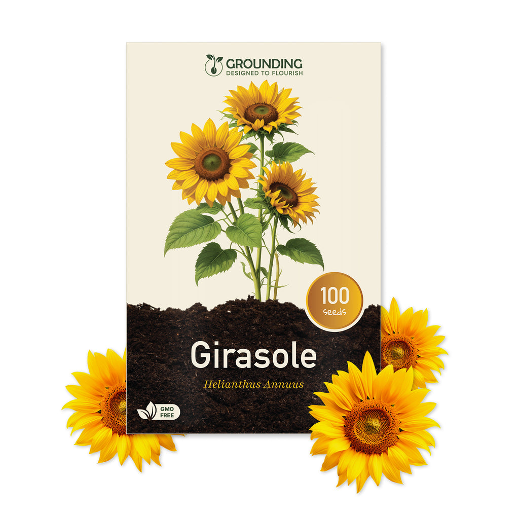 GIRASOLE NANO Giallo dorato, 100 semi, altezza 40–60 cm