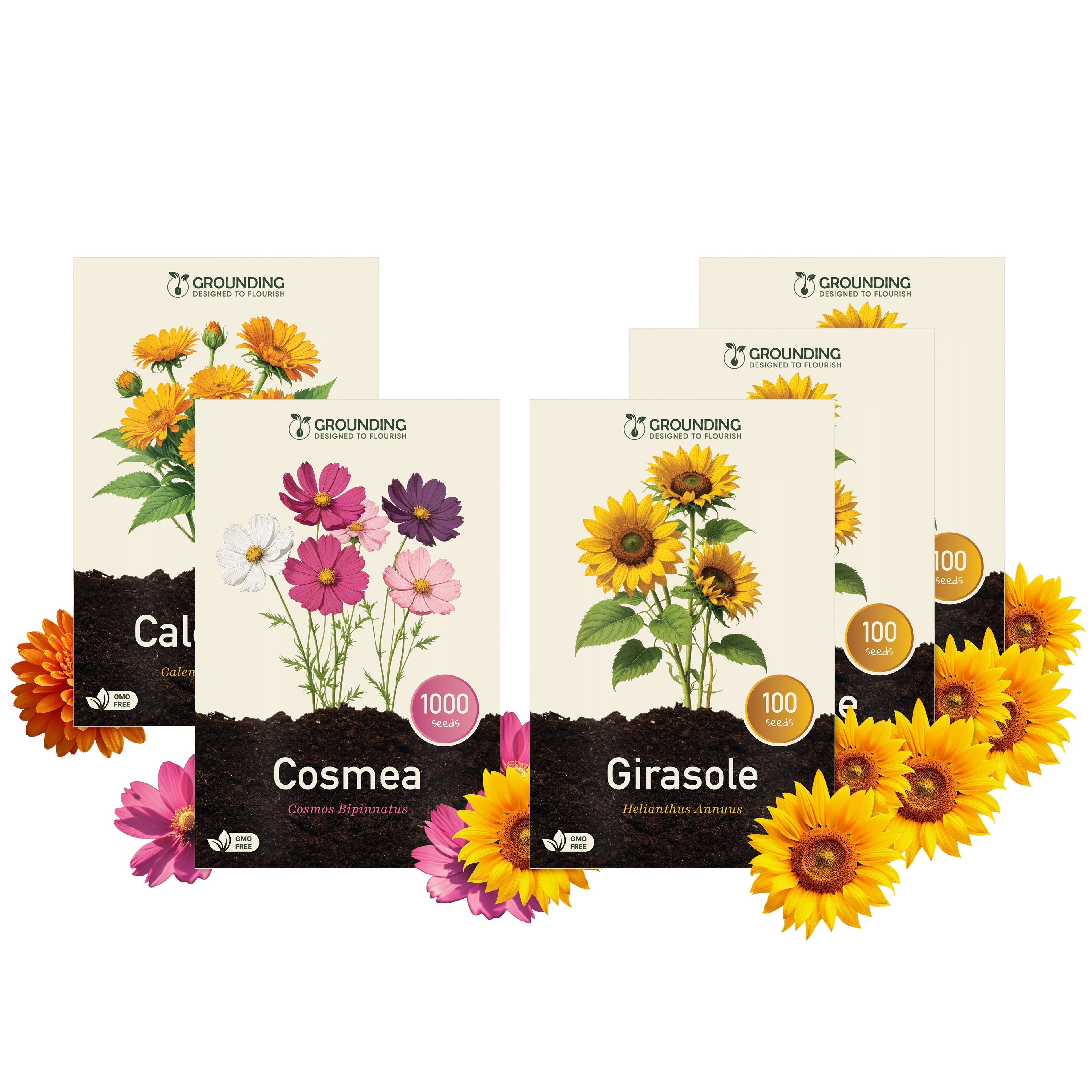 KIT CAMPO DI GIRASOLI – 3 Girasoli Nano + Cosmea e Calendula