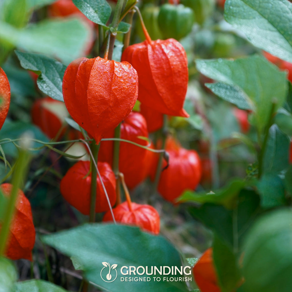 ALCHECHENGI (Physalis, lanterna cinese), 600 semi, altezza 80 cm