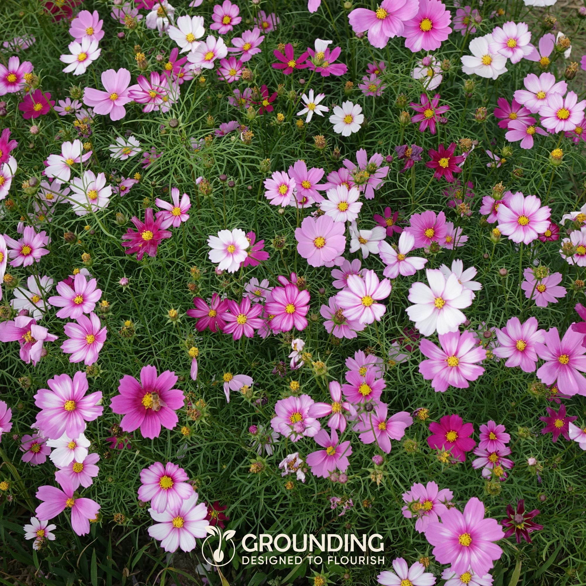 COSMEA Mix bianco, rosa e fucsia, 1000 semi, altezza 80-120cm