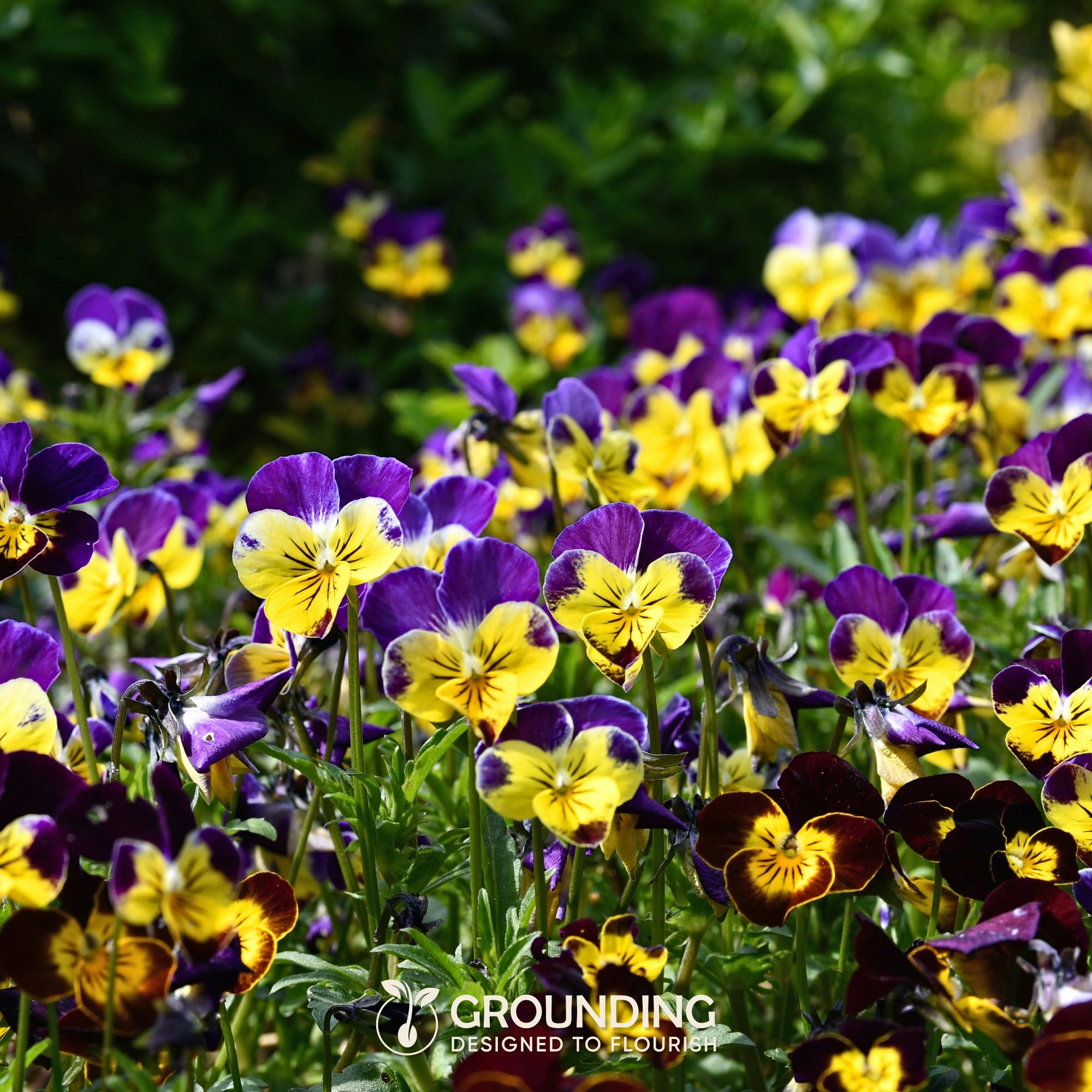 VIOLA CORNUTA - mix colori viola, blu, giallo e bianco, 800+ semi, altezza 15–20 cm