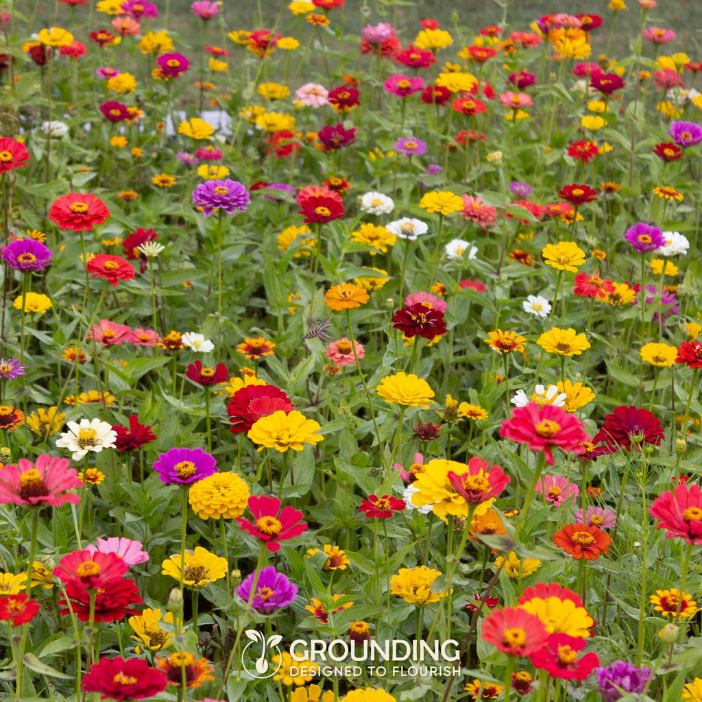 MIX PRATO FIORITO GIAPPONESE, 2000+ semi, altezza max 30cm