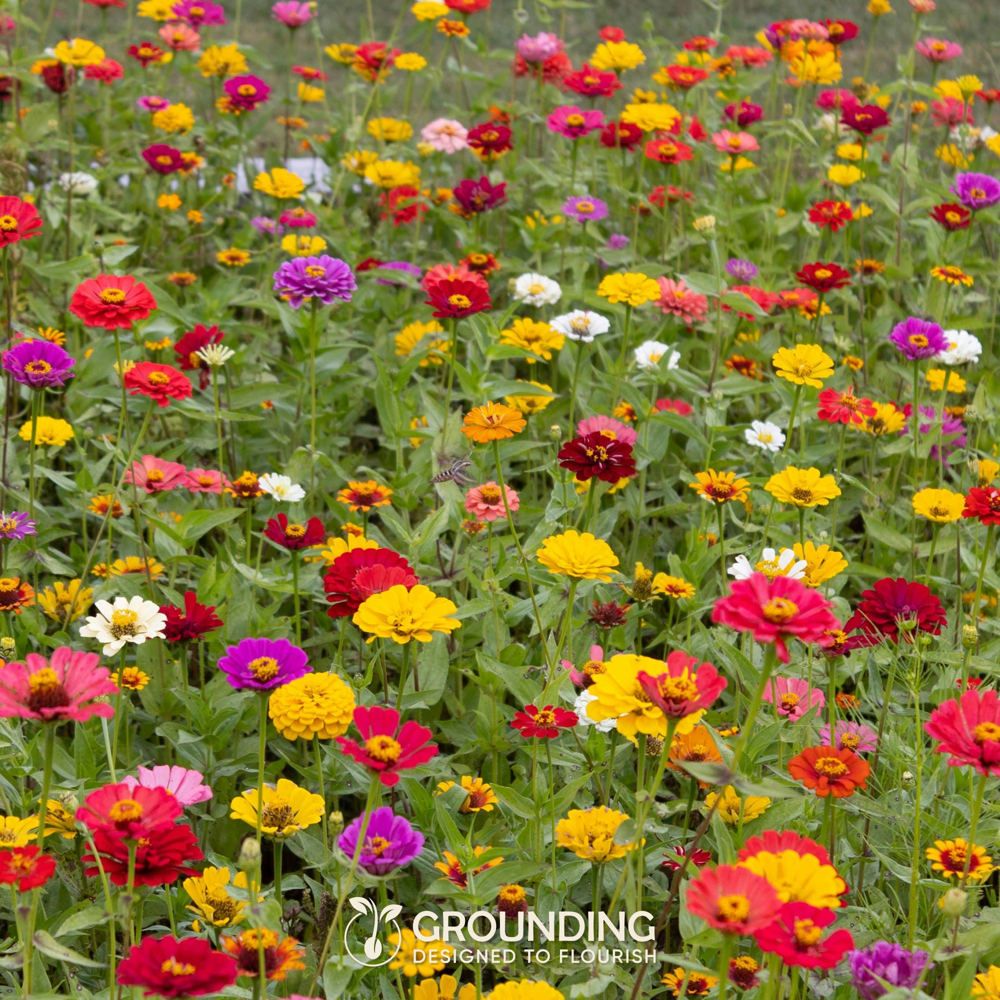 MIX PRATO FIORITO GIAPPONESE, 2000+ semi, altezza max 30cm