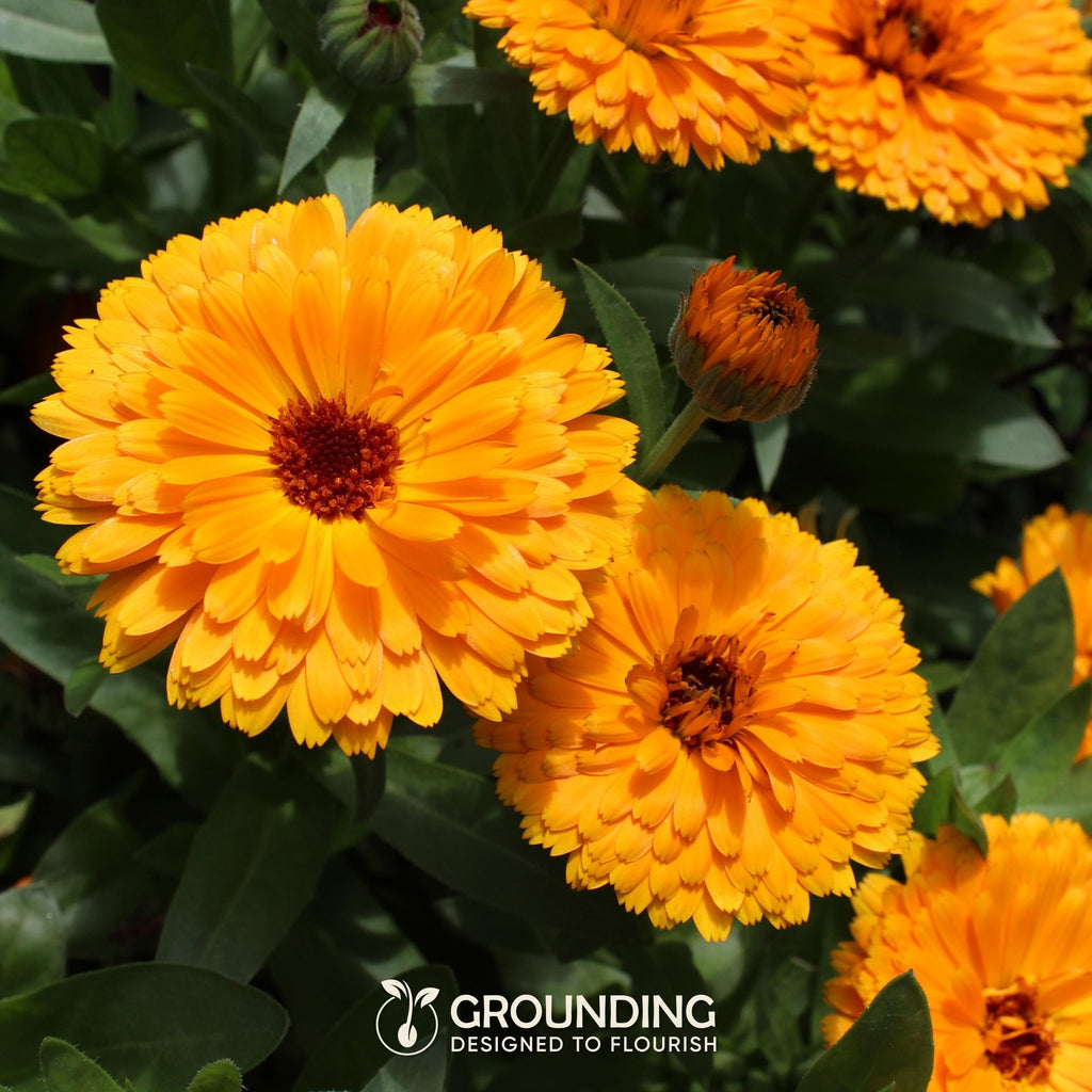 CALENDULA mix arancio e giallo, 500+ semi, altezza 30 cm