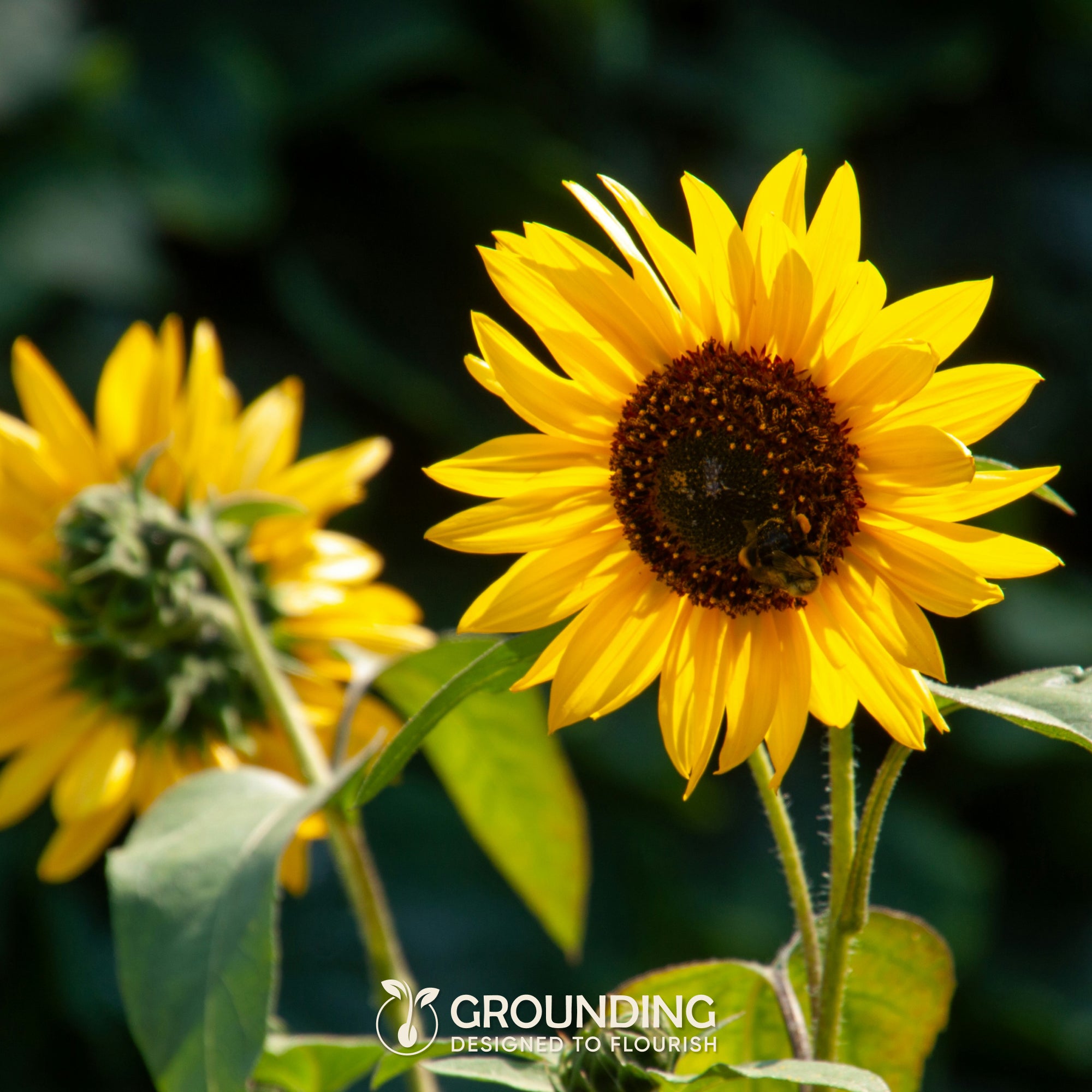 GIRASOLE NANO Giallo dorato, 100 semi, altezza 40–60 cm